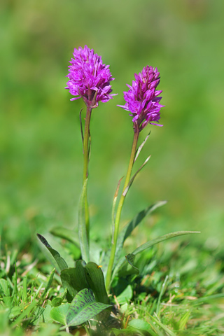 Dactylorhiza fuchsii x Gymnadenia rhellicani