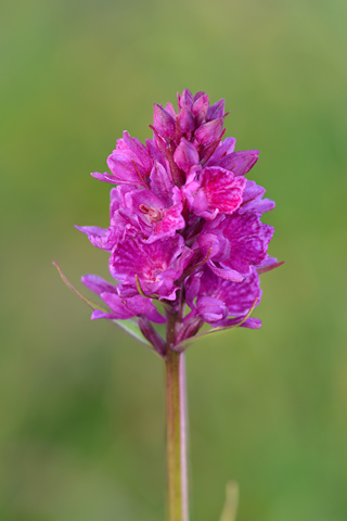 Dactylorhiza fuchsii x Gymnadenia rhellicani