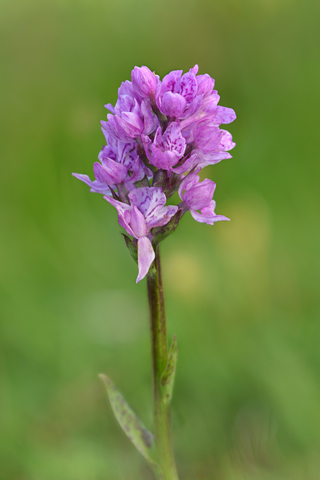 Dactylorhiza fuchsii x Gymnadenia rhellicani