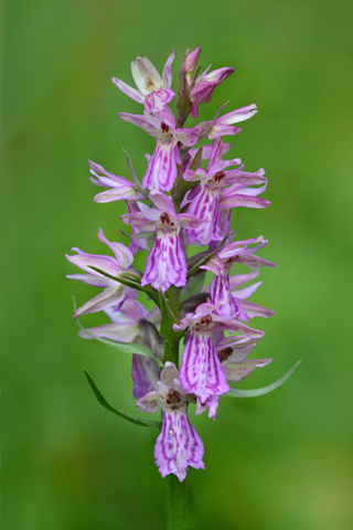 Dactylorhiza fuchsii x Coeloglossum viride