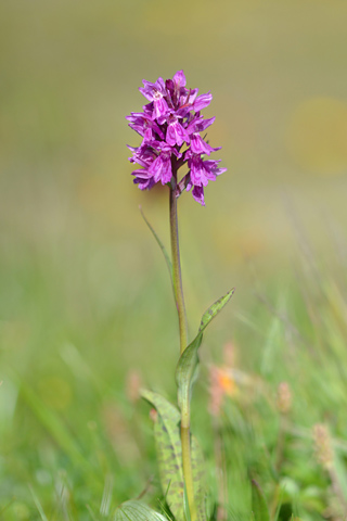 Dactylorhiza fuchsii x Coeloglossum viride