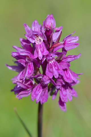 Dactylorhiza fuchsii x Coeloglossum viride