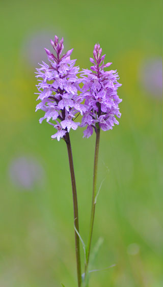 dactylorhiza fuchsii