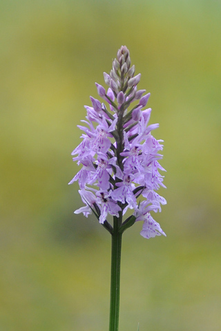 dactylorhiza fuchsii