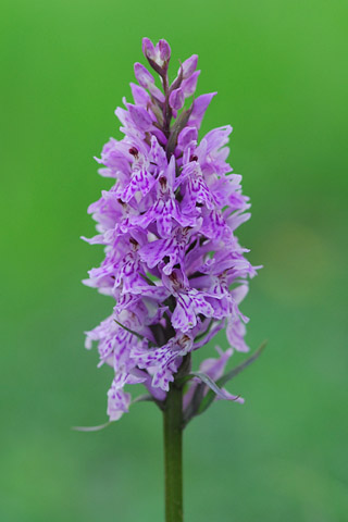 dactylorhiza fuchsii