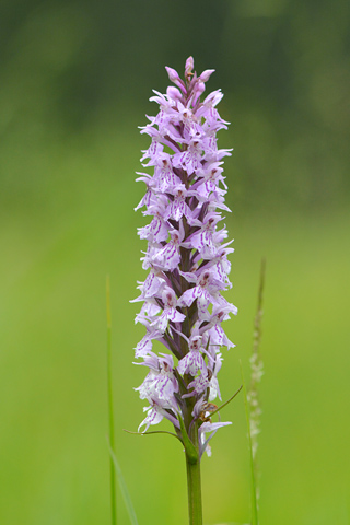 dactylorhiza fuchsii