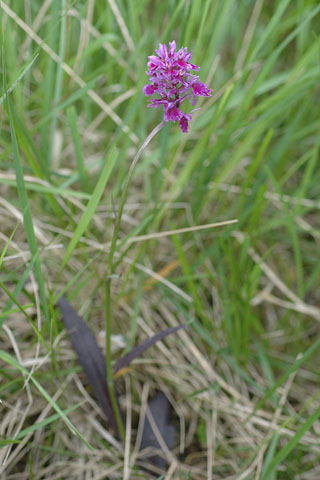 Dactylorhiza fuchsii