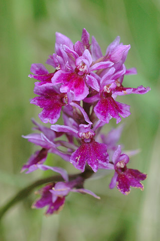 Dactylorhiza fuchsii