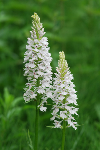 Dactylorhiza fuchsii