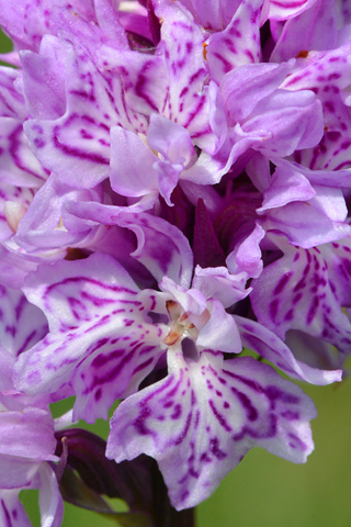 Dactylorhiza fuchsii