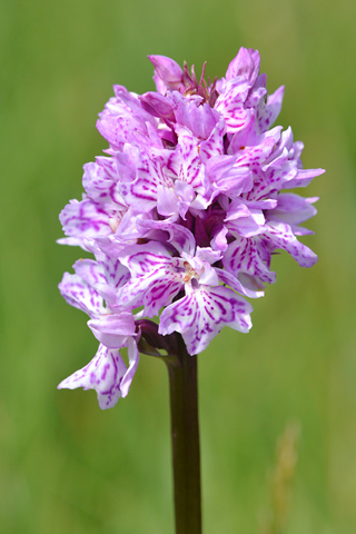 Dactylorhiza fuchsii