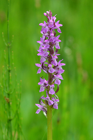 Dactylorhiza alpestris x incarnata