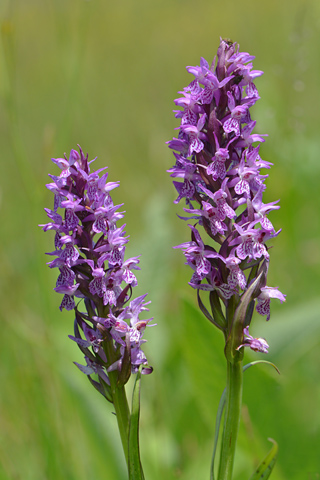 Dactylorhiza incarnata x saccifera