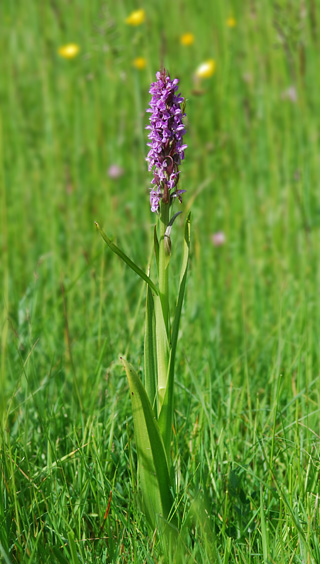 dactylorhiza incarnata