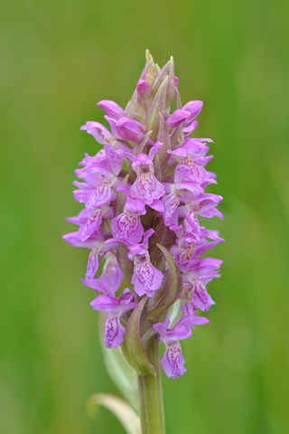 dactylorhiza incarnata