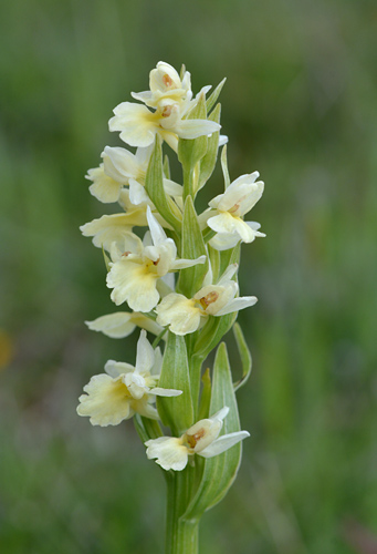 Dactylorhiza insularis