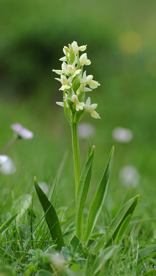 Dactylorhiza insularis