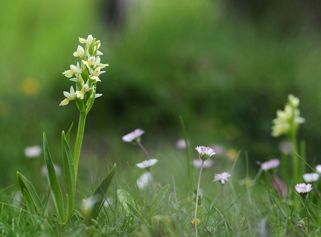 Dactylorhiza insularis