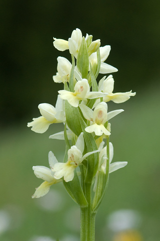 Dactylorhiza insularis