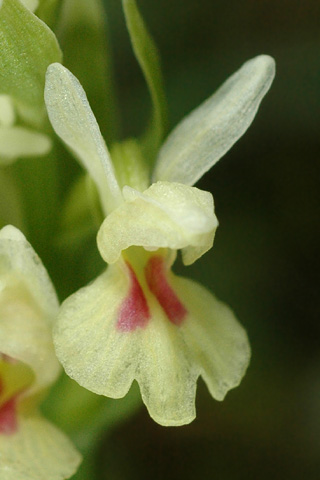 Dactylorhiza insularis