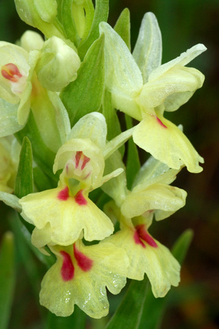 Dactylorhiza insularis