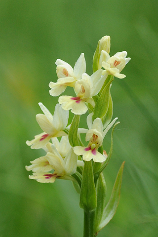 Dactylorhiza insularis