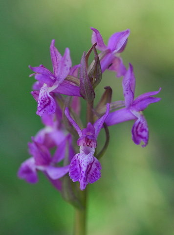 dactylorhiza lapponica