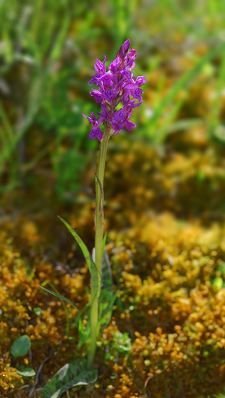 dactylorhiza lapponica