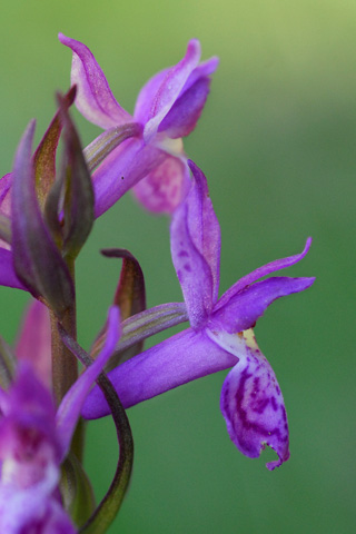 dactylorhiza lapponica