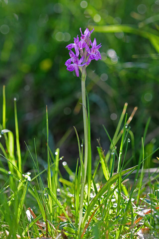 dactylorhiza lapponica