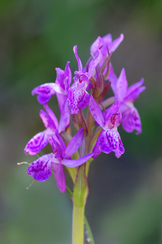 dactylorhiza lapponica