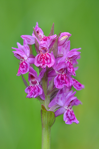 Dactylorhiza maculata x sambucina