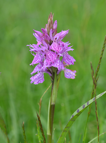 dactylorhiza maculata