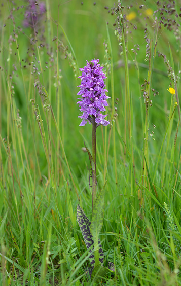 dactylorhiza maculata