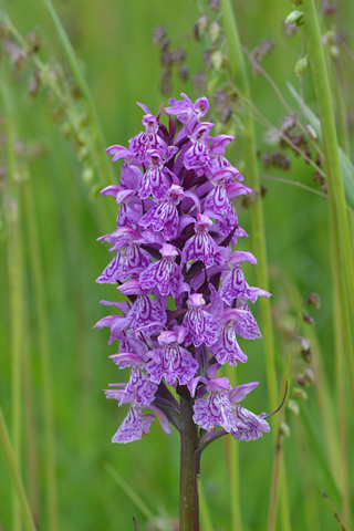 dactylorhiza maculata