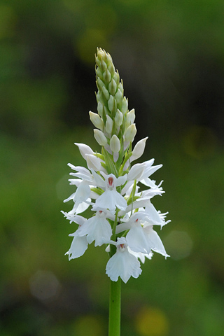 dactylorhiza maculata