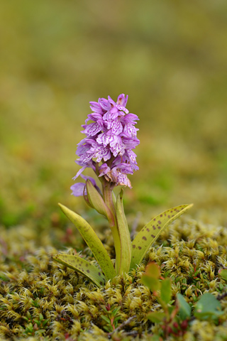 dactylorhiza islandica