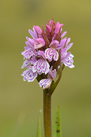 dactylorhiza islandica