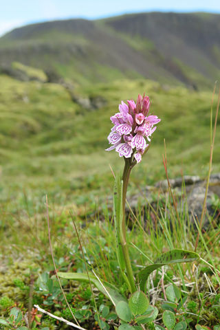 dactylorhiza islandica