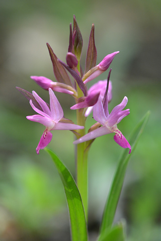 Dactylorhiza romana x sambucina