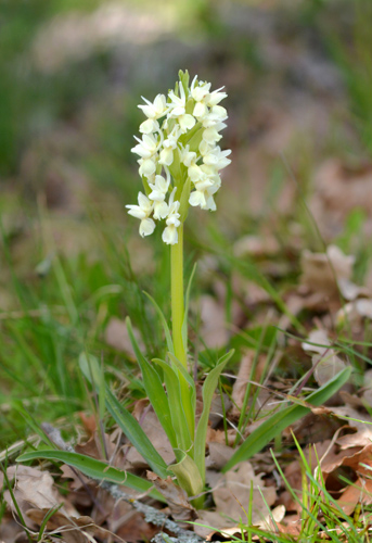 Dactylorhiza romana