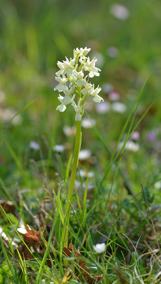 Dactylorhiza romana