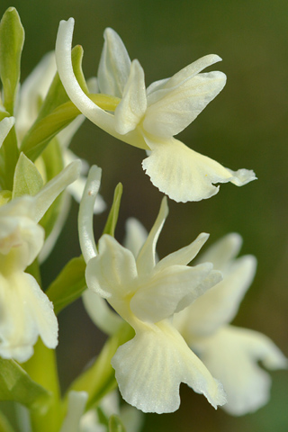 Dactylorhiza romana