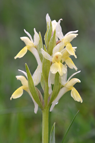 Dactylorhiza romana