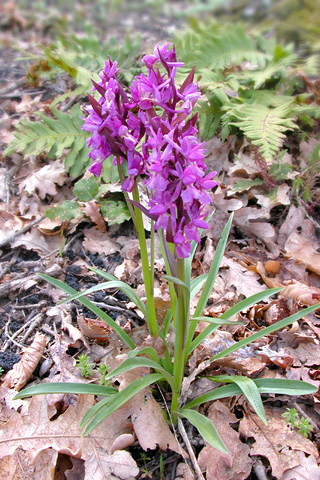 Dactylorhiza romana