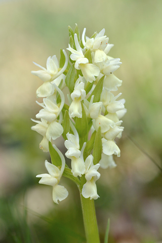 Dactylorhiza romana