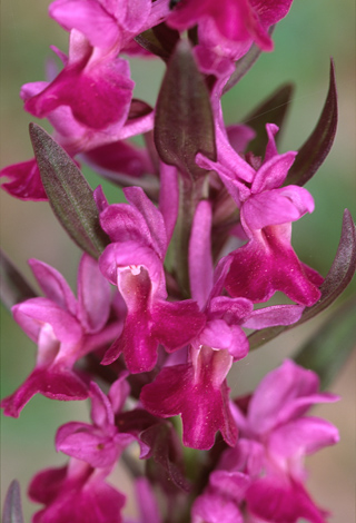 Dactylorhiza romana