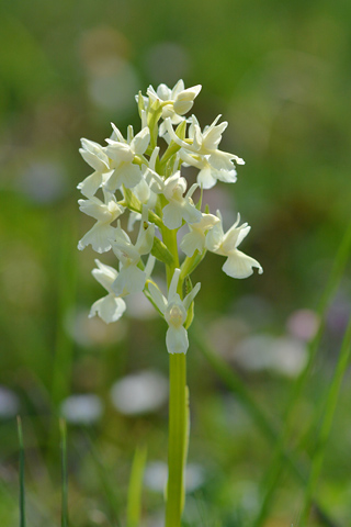 Dactylorhiza romana