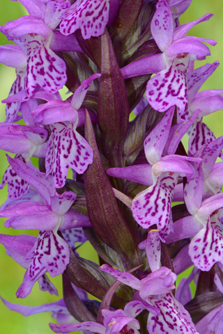 Dactylorhiza incarnata x saccifera