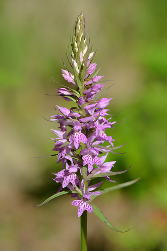 dactylorhiza saccifera